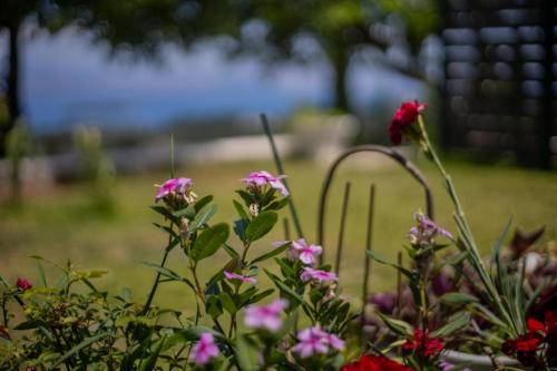 Apartment with Garden 728925611