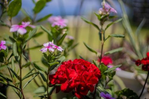 Apartment with Garden 728925614