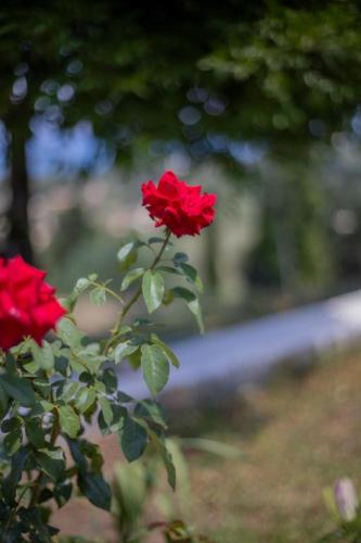 Apartment with Garden 728925632